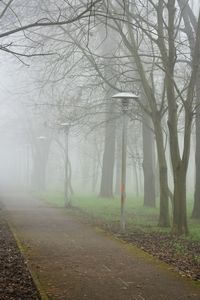 Bare trees in park during foggy weather