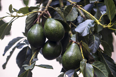 Avocado tree in sunny day in brazil, brazilian tropical fruit