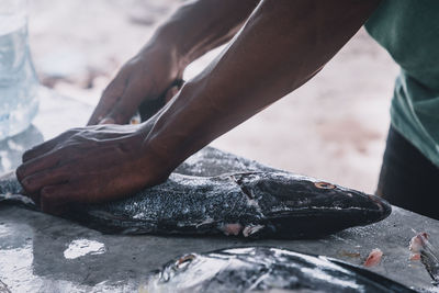 Close-up of hand holding fish