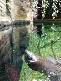 Close-up of duck swimming in water