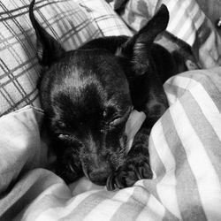 Dog sleeping on bed