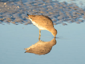 Close-up of bird on lake