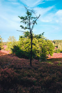 Trees on field against sky