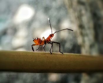 Close-up of insect