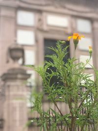 Close-up of potted plant