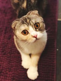 Close-up portrait of a kitten