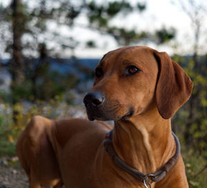 Close-up of a dog looking away