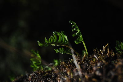 Close-up of plant growing on field