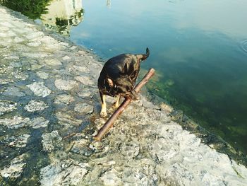 High angle view of dog in lake