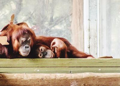 Horse resting on wood