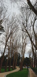 Bare trees in park against sky