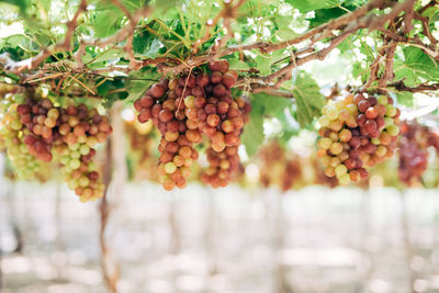 Close-up of fruits growing on tree