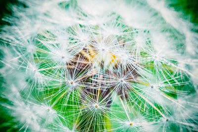 Low angle view of dandelion