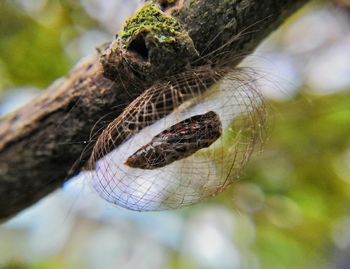 Close-up of butterfly on tree trunk