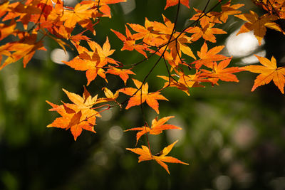 Close-up of maple leaves on plant during autumn