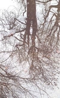 Low angle view of bare trees