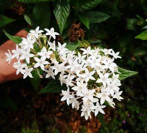 Close-up of white flowers blooming outdoors