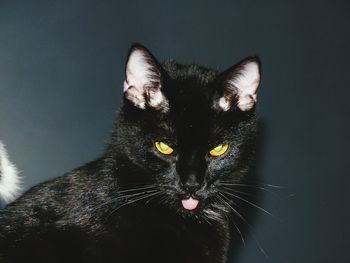 Portrait of black cat against wall