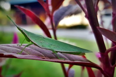 Close-up of insect on plant