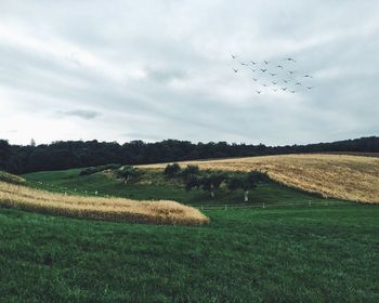 Birds flying over field