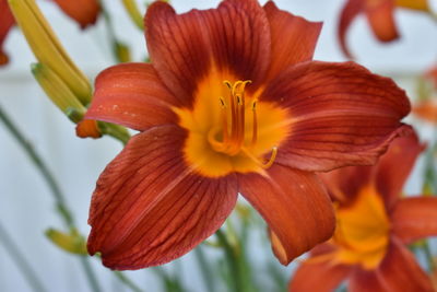 Close-up of orange day lily