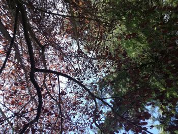 Low angle view of flowering trees in forest