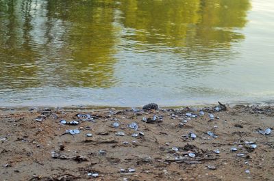 Birds in water