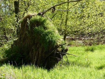 Trees growing in field