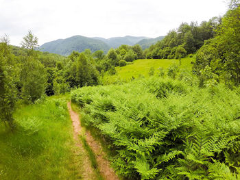 Scenic view of trees growing in forest against sky