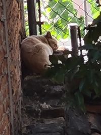 View of an animal on tree trunk