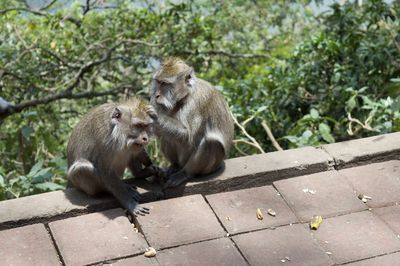 Monkeys sitting on tree