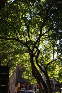 Low angle view of trees