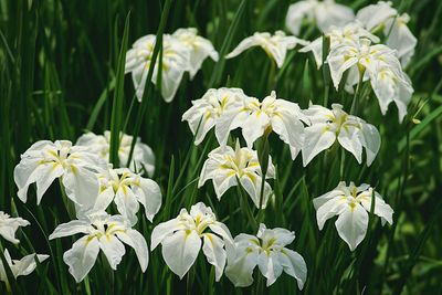 Close-up of white flowering plants