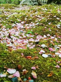 Flowers growing in field