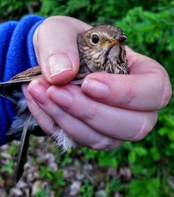 Close-up of hand holding bird