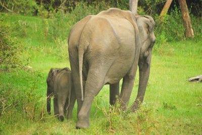 Elephant grazing on field