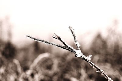 Close-up of frozen plant