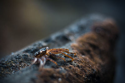 Close-up of insect on rock