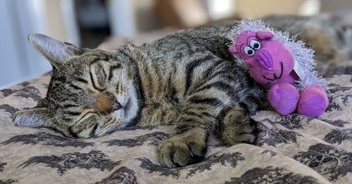 Close-up of a cat resting on bed