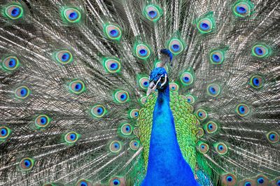 Close-up of peacock