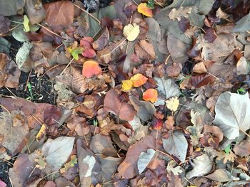 Leaves on ground