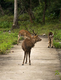 Deer standing on road amidst trees