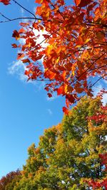 Low angle view of maple tree