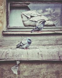 bird