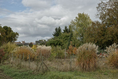 Plants and trees against sky