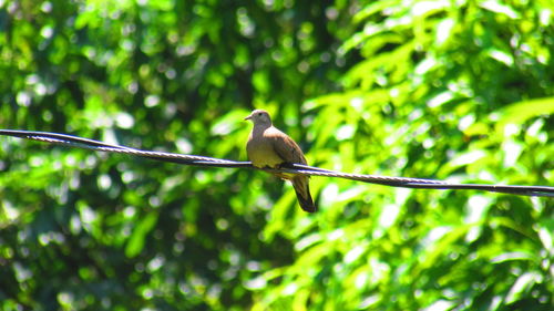 Bird perching on tree trunk