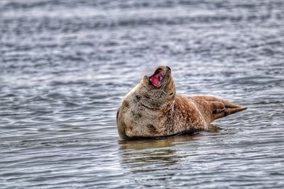 Seal yawning in the sea