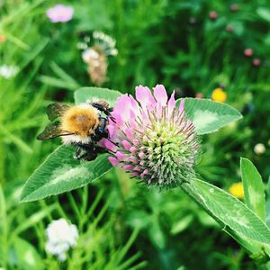 Close-up of bee pollinating on flower