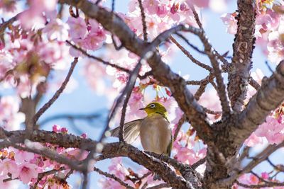 Low angle view of bird perching on tree against sky