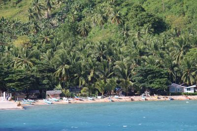 Palm trees on beach